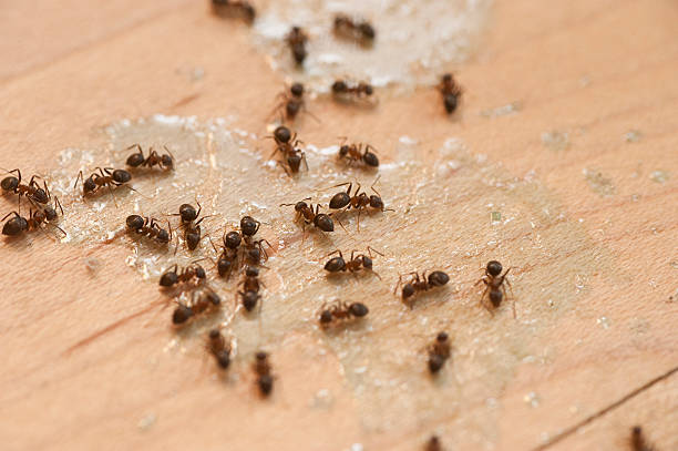 Best Mosquito Control Services  in Four Cners, OR